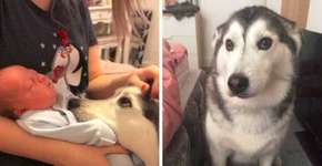 Cachorra conhece novo bebê da família e tem a reação mais fofa