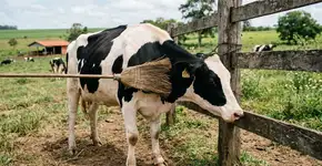 Uma vaca coça as costas com uma vassoura e prova que estamos errados há mais de 10.000 anos