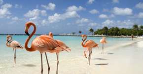 Aruba lança promoção para atrair turistas brasileiros