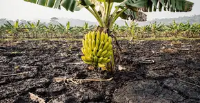 Foto: (Imagem sem texto alternativo disponivel ID [2738231])