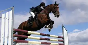 Cavalos são torturados em modalidades de hipismo nas Olimpíadas