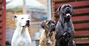 7 diferenças entre os cachorros das raças cane corso e dogo argentino 