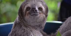 Foto: (Imagem sem texto alternativo disponivel ID [2614314])