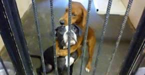 Prestes a serem sacrificados em abrigo, cães são adotados após foto viralizada