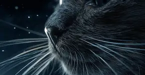 Segredos dos bigodes dos gatos que você nunca imaginou