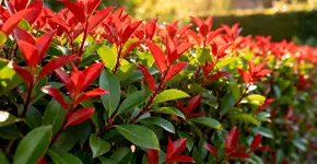 Foto: (Imagem sem texto alternativo disponivel ID [2673119])