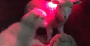 Foto: (Imagem sem texto alternativo disponivel ID [1869418])