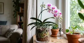 Para a orquídea durar anos: o macete não é o adubo, mas nunca deixar água parada no pratinho