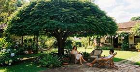 As 5 árvores que proporcionam mais sombra