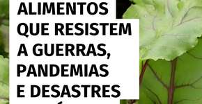 Estudo aponta quais alimentos podem sobreviver a crises globais extremas
