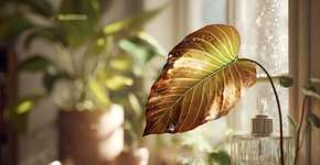 Suas plantas de casa estão morrendo e você nem percebeu o sinal