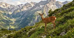O filhote abandonado de quatro patas agora precisa seguir seu próprio caminho