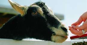 Foto: (Imagem sem texto alternativo disponivel ID [1828370])