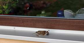 Solução simples evita choque de pássaros contra vidros