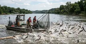 Mais de quarenta e cinco toneladas de carpas invasoras foram retiradas do rio Kansas, e o tamanho da captura mostra como um rio pode ser dominado rápido