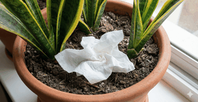 Foto: (Imagem gerada por IA/Gemini)