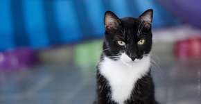 ONG de proteção animal lança campanha para criação de clínica popular