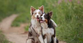 Foto: (Imagem sem texto alternativo disponivel ID [2620302])