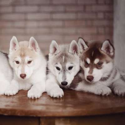 Fotógrafa registra cães da raça husky siberiano
