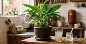 Depois do almoço, despeje a mistura no lírio-da-paz. As folhas ficarão de um verde vibrante