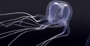 Criatura com formato estranho e muitos olhos causa espanto no mundo da ciência