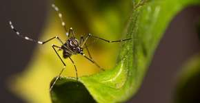 Foto: (Milton Rodney Buzon/istock)