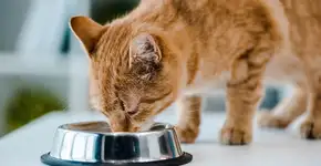 Foto: (Créditos: depositphotos.com / VitalikRadko)