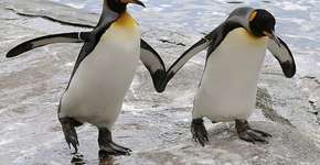 Cinco animais que apresentam comportamentos homossexuais