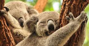 8 curiosidades interessantes sobre os coalas 
