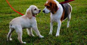 5 erros comuns de quem adota pet sem estar pronto