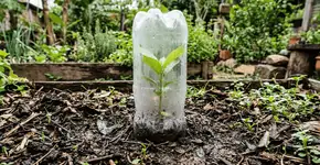 Foto: (Imagem sem texto alternativo disponivel ID [2766507])