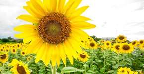 Foto: (Imagem sem texto alternativo disponivel ID [1067105])