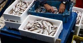 Foto: (nito100/iStock)