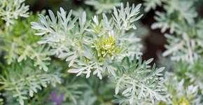 Foto: (Imagem sem texto alternativo disponivel ID [2631222])