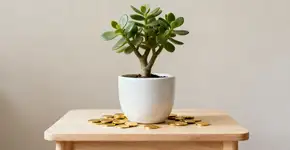 Quer que chova dinheiro? Usando essa planta do jeito certo você pode atrair riqueza segundo o Feng Shui