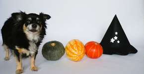 Gratuito: Halloween com oficinas infantis e desfile de fantasia pet acontece no Mooca Plaza Shopping nos dias 26 e 27 de outubro