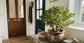 Para que serve colocar a planta jade na entrada e como regar para ela nunca apodrecer o caule