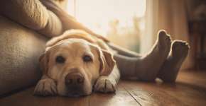 O que significa quando um cão se deita aos seus pés