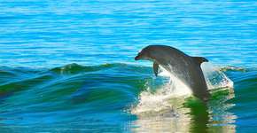 Descubra um paraíso de golfinhos livres na Flórida (EUA)