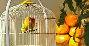 Projeto de lei quer proibir confinamento de pássaros em gaiolas na Bahia