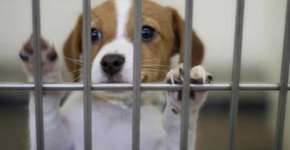 Foto: (Imagem sem texto alternativo disponivel ID [1163902])