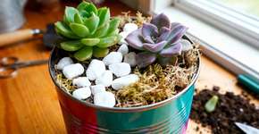 Transforme latinhas velhas em jardins que vão impressionar visitas