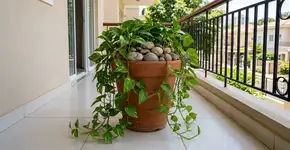 A técnica de colocar pedras grandes no vaso da jiboia pro cachorro parar de cavar a terra e sujar o piso