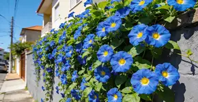 Foto: (Imagem sem texto alternativo disponivel ID [2726627])