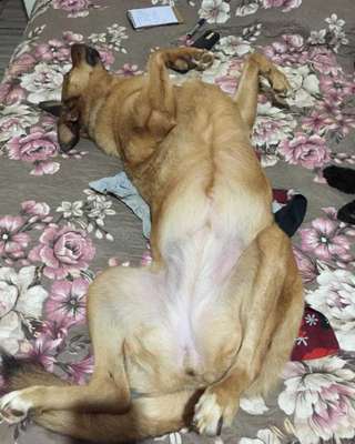 Veja alguns dos cães e gatos que já estão participando do #MostreABarriguinha!