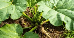 Foto: (Imagem sem texto alternativo disponivel ID [2682788])