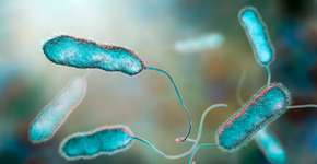 Foto: (Dr_Microbe/istock)