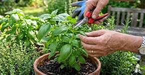 A fórmula indiana de plantar manjericão para que ele tenha folhas abundantes, cresça rápido e possa ser consumido o ano todo