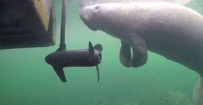 Peixes-boi ficam gravemente feridos devido à colisões com barcos