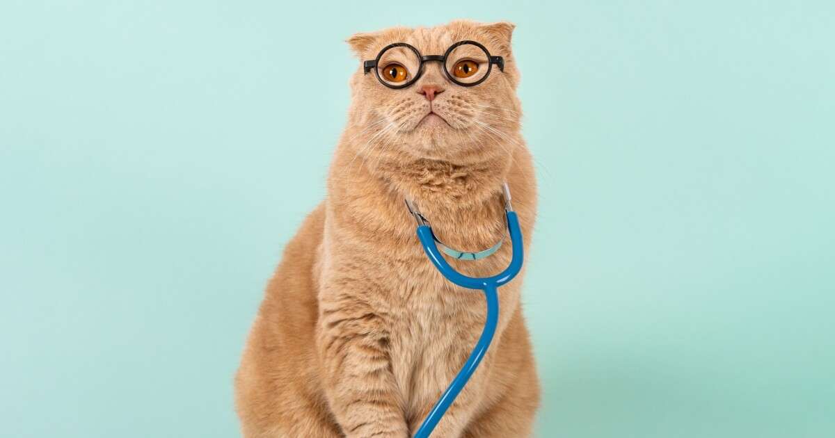 Grey’s Anatomy: 10 nomes para gatos inspirados na série
